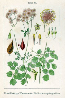 Thalictrum aquilegifolium L.