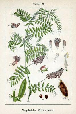 Cow vetch Cow vetch