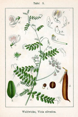Wood vetch Wood vetch