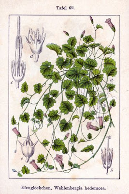 Wahlenbergia hederacea