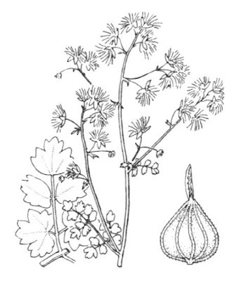 Thalictrum foetidum L.