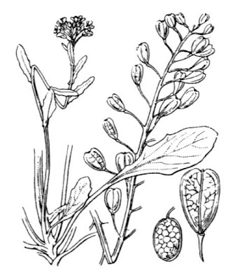 Erba storna agliacea