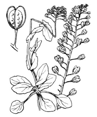 Kandis perfoliata subsp. perfoliata