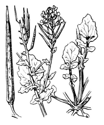Erva-de-Santa-B�rbara