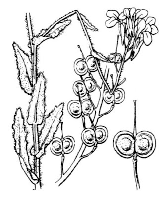 Chicory Leaved Buckler Mustard
