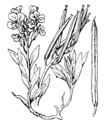 Wallflower