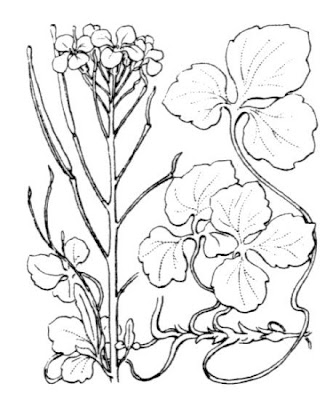 Trifoliate Bittercress Trifoliate Bittercress