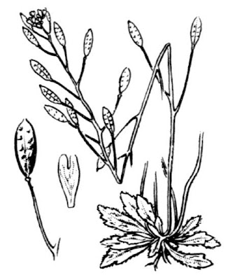 Fr�hlings-Hungerbl�mchen