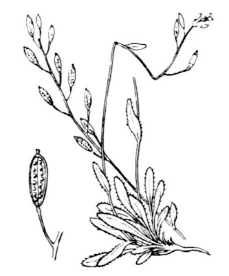 Draba siliquosa,
Draba carinziana