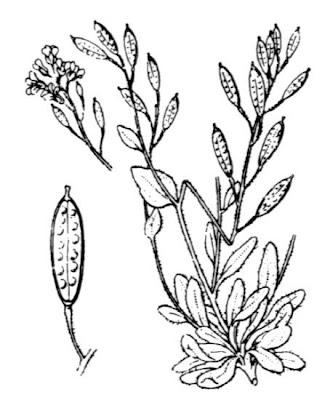 Draba tomentosa,
Draba tomentosa,
Tomentose Draba