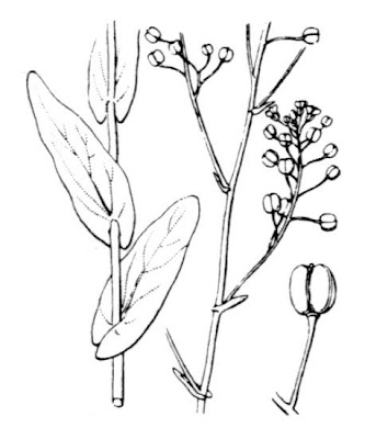 Coclearia con foglie d'Isatis Coclearia con foglie d'Isatis