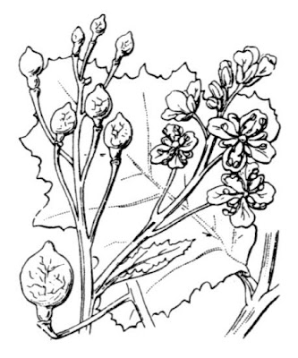 Chou-marin Chou-marin