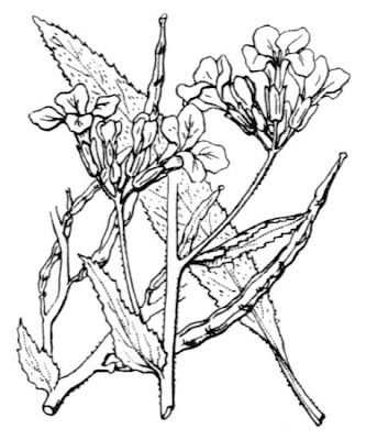 Arragone Arragone