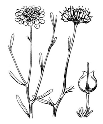 Iberis linifolia subsp. linifolia