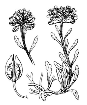 Iberis bernardiana