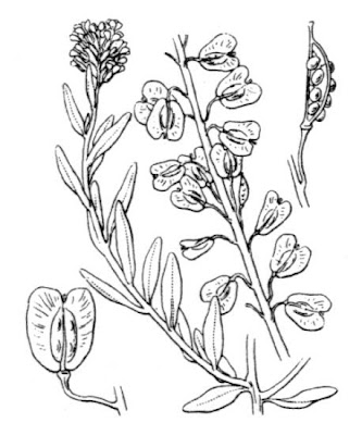 Burnt Candytuft Burnt Candytuft
