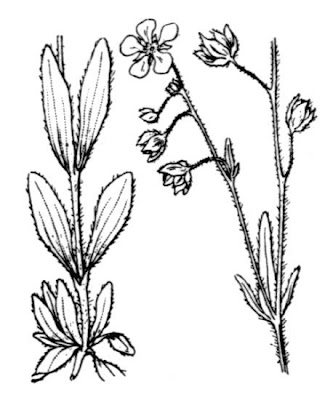 European frostweed