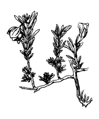 Fumana