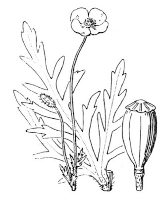 Saat-Mohn