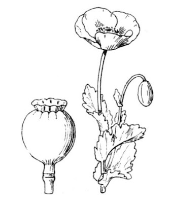 Opium poppy Opium poppy