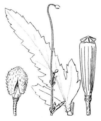 Papaver pinnatifidum Moris