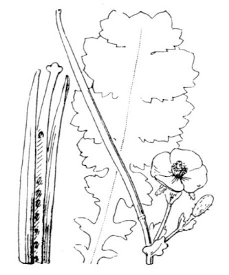 Horned-poppy Horned-poppy
