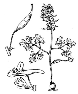 Bird-in-a-bush Bird-in-a-bush
