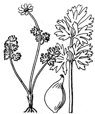 Coriander Leaved Callianthemum Coriander Leaved Callianthemum