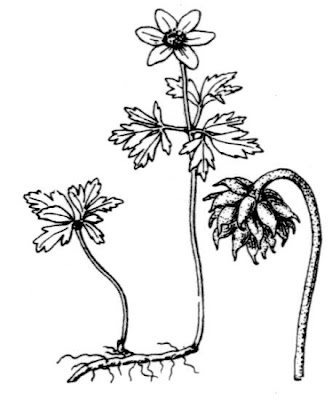 Anemonoides nemorosa (L.) Holub