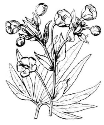 Helleborus foetidus L.