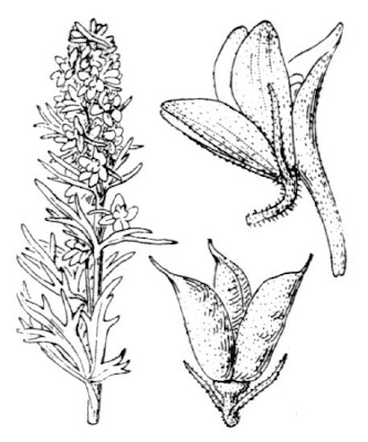 Delphinium elatum L.