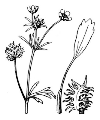 Ranunculus arvensis L.