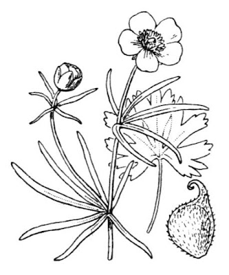 Goldilocks Buttercup Goldilocks Buttercup