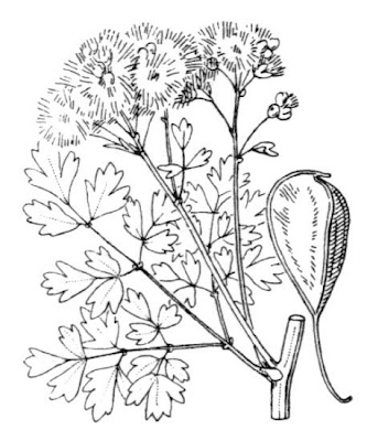 French Meadow Rue