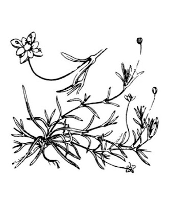 Sagina procumbens,
bird-eye pearlwort,
birdeye pearlwort,
birdseye pearlwort,
Niederliegendes Mastkraut,
planta-molhada,
procumbent pearlwort,
Sagina sdraiata,
sagine couch&eacute;e,
spreading pearlwort
