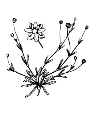 Sagina maritima,
Sagina maritima,
sea pearlwort