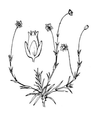 Sagina saginoides subsp. pyrenaica