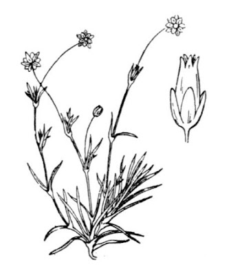 Sagina saginoides subsp. saginoides