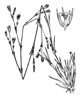 Buffonia paniculata,
Buffonia paniculata Buffonia paniculata,
Buffonia paniculata