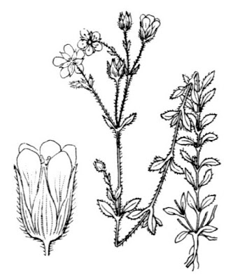 Cadi Sandwort Cadi Sandwort