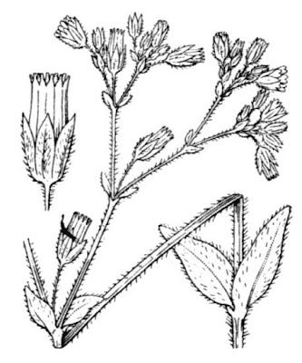 Mouse-ear chickweed