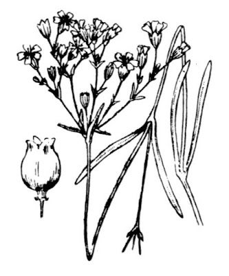 Creeping baby's-breath Creeping baby's-breath