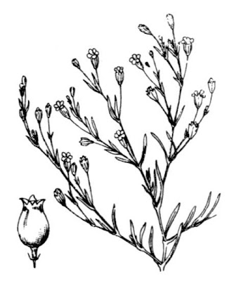 Gypsophile des murs
