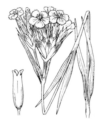 Dianthus carthusianorum L.