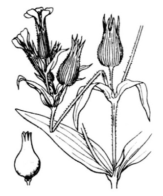 Large sand catchfly Large sand catchfly