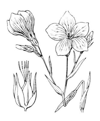 Blue Flax Blue Flax