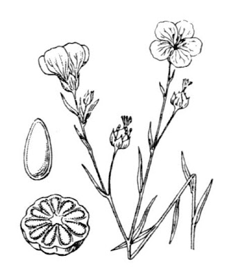 Pale flax Pale flax