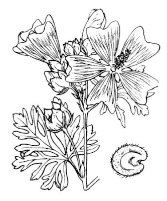 Malva moschata L.