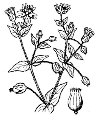 Centocchio acquatico