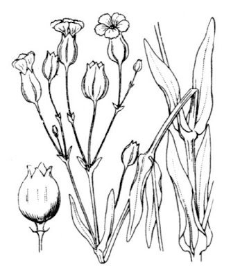 Vaccaria hispanica var. vaccaria